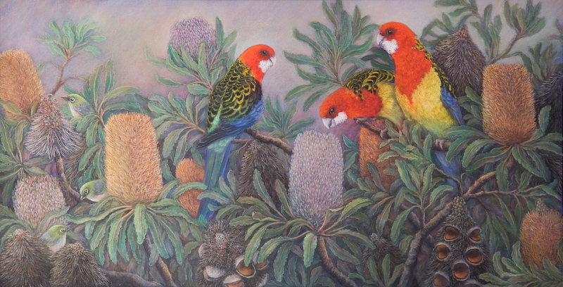 Browsing in the banksias.jpg